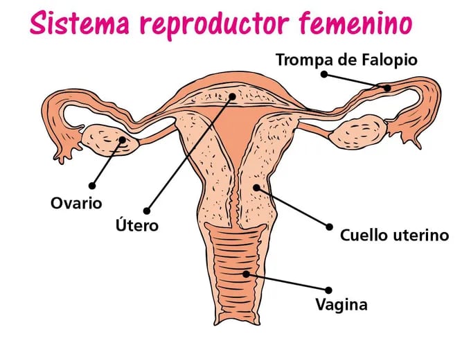 aparato reproductor masculino y femenino