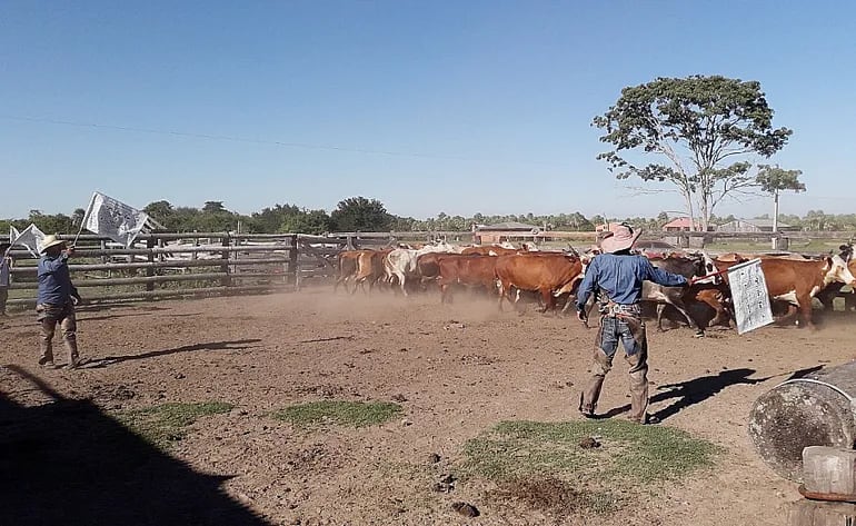 Una industria frigorífica impulsa en Paraguay el uso de bandera de bienestar animal en el manejo del ganado.