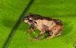 Fotografía de un ejemplar de rana cajanuma hembra en el Parque Nacional Podocarpus, entre las provincias de Loja y Zamora Chinchipe (Ecuador).