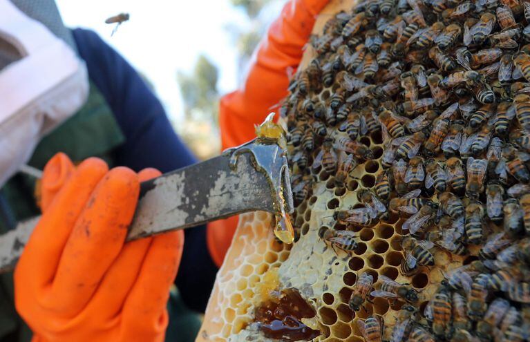 El apicultor Wilder Humérez muestra miel recolectada en el Centro Apícola "La Reina del Lago".