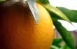 desarrollan-biocombustible-a-partir-de-naranjas-105035000000-1157456.jpg