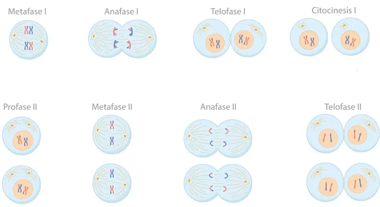 Reproducción de la célula: meiosis.