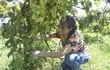 una-excelente-cosecha-de-uvas-se-registra-en-la-antigua-comunidad-productora-de-vinos-de-nuestro-pais-colonia-independencia-la-sabrosa-fruta-busc-222307000000-1538826.jpg