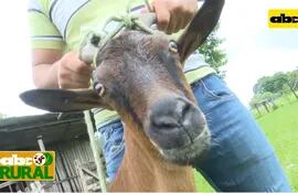 Abc Rural: Selección de cabras para producción de leche