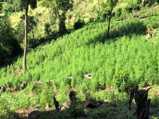 El procedimiento se hizo a tempranas horas de este jueves luego de recibir informes que daban cuenta de la existencia de 11 hectáreas de cultivos del cannabis en la zona.