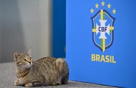 El gato que "eliminó" a Brasil del Mundial Qatar 2022.