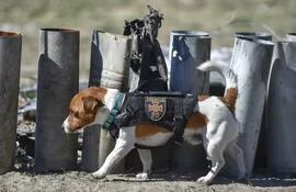 El perrito Patrón en acción en la guerra de Ucrania y Rusia. El Jack Russell Terrier fue fotografiado durante la búsqueda de explosivos. Este perro logró detectar más de 200 artefactos explosivos. Por esa razón fue condecorado con una medalla de honor por Zelenzki.