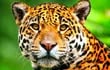 jaguar-174905000000-1608089.jpg