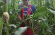 Un agricultor en medio de una plantación de maíz.