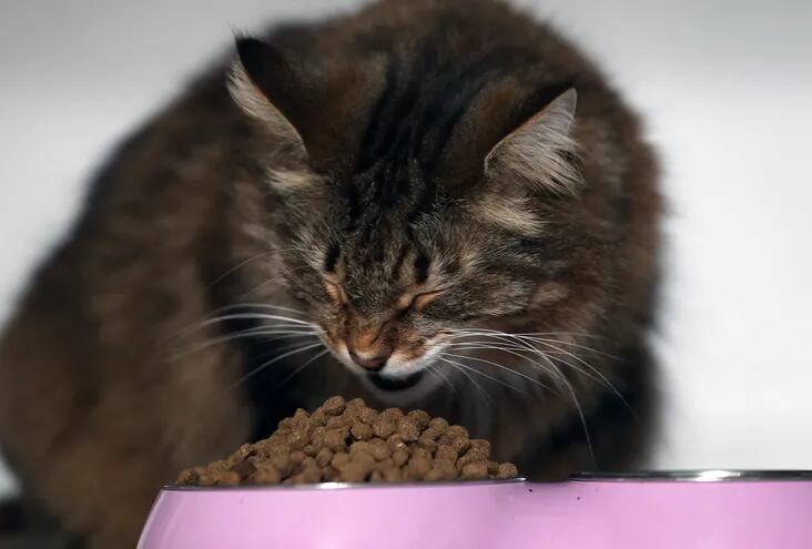 Escupir jalea Reproducir La comida vegana para gatos puede cubrir las necesidades nutricionales -  Mascotas - ABC Color