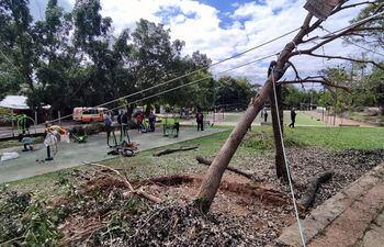 Intentan recuperar árboles caídos durante el último temporal, en Areguá.