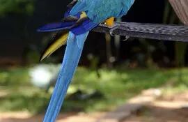 papagayo-azul-o-guaa-hovy-192109000000-396219.jpg