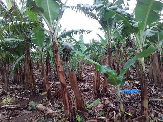Las parcelas de banana están empezando a recuperarse gracias a las lluvias.