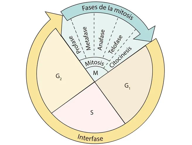 Proceso del ciclo celular