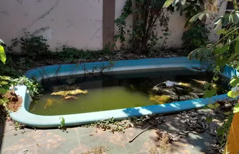 La piscina de la casa presenta llena de agua acumulada y sucia.