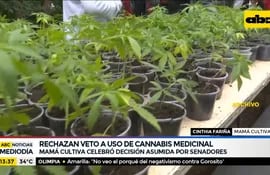 Senado rechaza veto a uso de cannabis medicinal