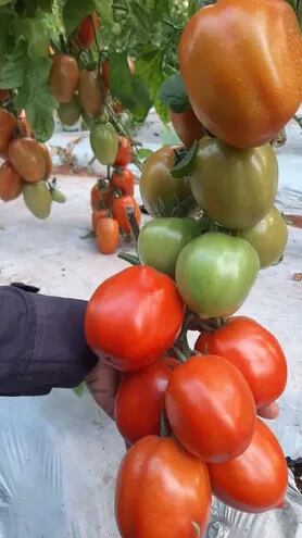 Cultivo de tomate, de la zona de Tres de Febrero, Caaguazú. Imagen tomada el 28 de setiembre de 2021.