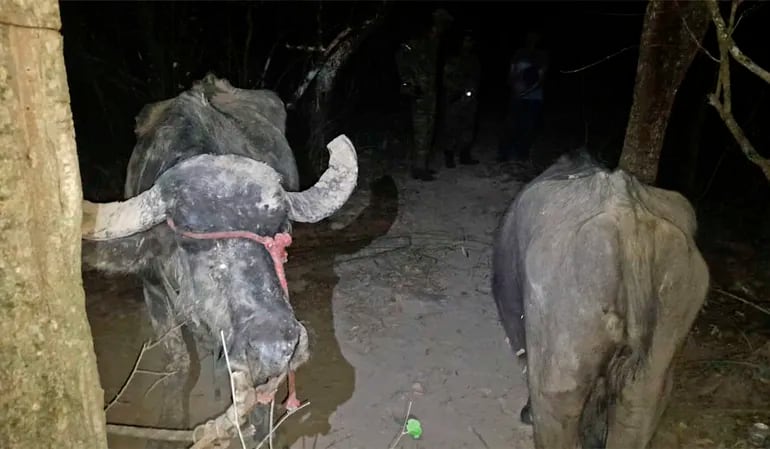 Dos de los búfalos recuperados por la Policía tras la captura de los cinco supuestos cuatreros.