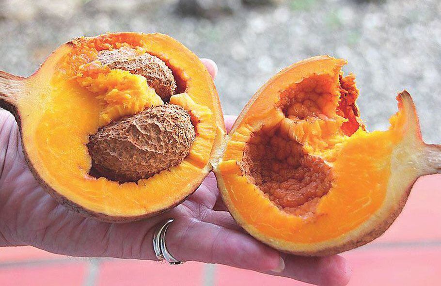 Frutos Exoticos Del Mundo Gastronomia Abc Color Mamey amarillo is the adopted daughter of carmen gonzales and waybo, and joao's adopted cousin. frutos exoticos del mundo gastronomia