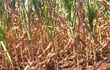 Parcela de maíz zafriña, de la zona de Natalio, Itapúa. Imagen del 29 de marzo de este 2023.