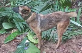 Sigue perdido Wilson, el perro rescatista que ayudó en la búsqueda de los niños sobrevivientes de un accidente aéreo en la selva colombiana.