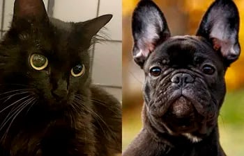La gata Nini, mascota de Efraín Alegre (Lista 3) y el perro Nino, mascota de Santiago Peña (Lista 1); en las Elecciones Paraguay 2023 se dirimirá también cuál será la próxima mascota presidencial.
