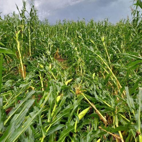 Cultivo de maíz derrumbado por el fuerte viento en Los Cedrales.