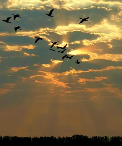 Aves cruzan el cielo con los útimos rayos de sol