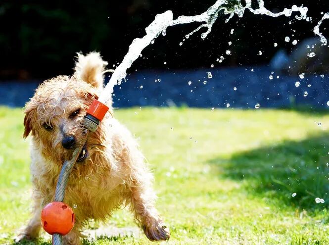 Nuestras mascotas necesitan refrescarse en los días de extremo calor.