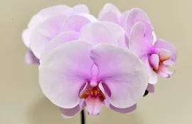 las-orquideas-uno-de-los-atractivos-principales-de-los-amantes-de-las-flores-en-esta-primaveral-expo-flora-2014--201532000000-1136241.jpg