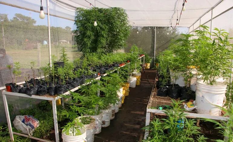 En los lugares intervenidos  se encontraron invernaderos  repletos  de plantas de la marihuana.