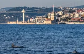 Los delfines nadan en el estrecho del Bósforo, donde el tráfico marítimo casi se detuvo el 25 de abril de 2020, cuando el gobierno turco anunció un toque de queda de cuatro días para evitar la propagación de la epidemia COVID-19.