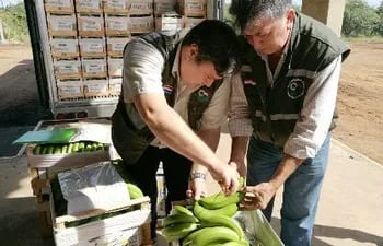 exportan-bananas-con-certificacion-de-calidad-a-uruguay-90445000000-1583982.jpeg