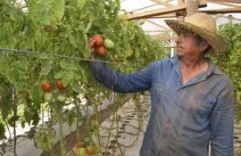 productores-de-tomate-de-la-colonia-araujo-cue-del-distrito-de-curuguaty-obtienen-una-excelente-cosecha-que-venden-a-g-3-500-en-finca-don-sa-203332000000-1734316.jpg
