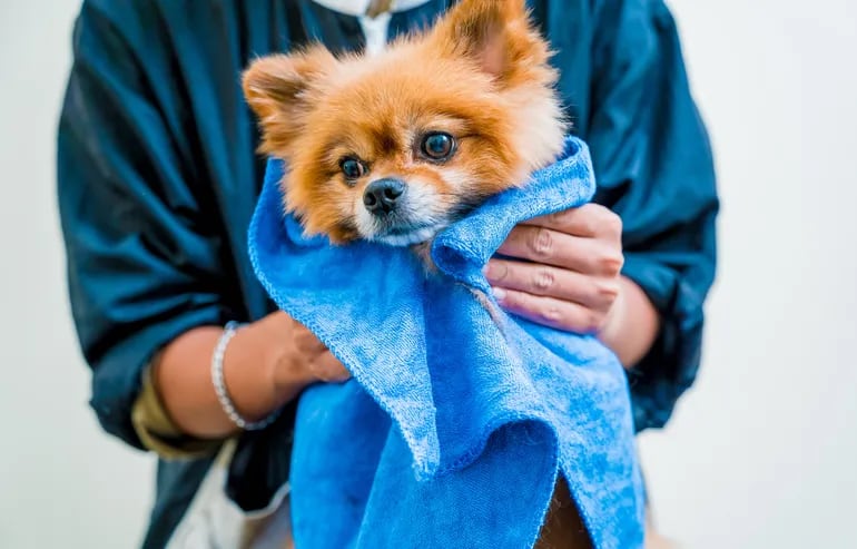 Una mujer seca con una toalla a un perro de la raza Pomeranian.