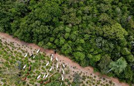 Desarrollo sostenible de la ganadería en zona de Agua Dulce, Alto Paraguay, cuidando las reservas boscosas.