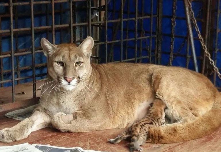 Puma bebé en el Zoológico - Locales - ABC Color