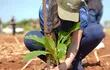 Paraguay planta árboles a todo pulmón