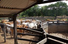 En procedimiento fiscal -policial recuperan 85 animales vacunos en Pirayú