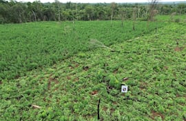 Una vista aérea del exuberante cultivo de marihuana rodeado del espeso monte de la reserva natural.