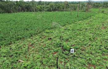 Una vista aérea del exuberante cultivo de marihuana rodeado del espeso monte de la reserva natural.