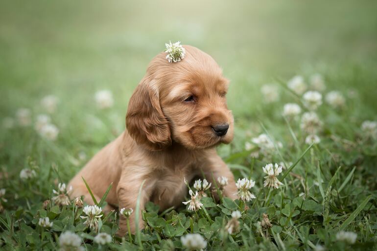 Cachorro de Cocker Spaniel.