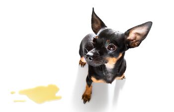 ¿Tu perro orina dentro de casa?