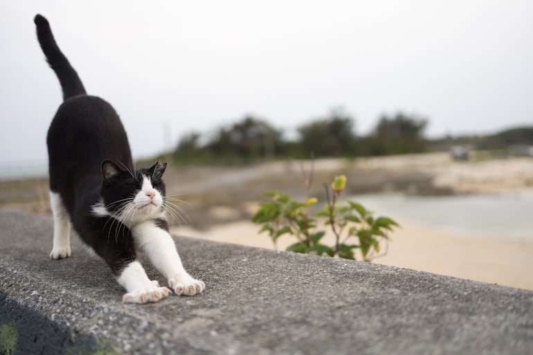Un gato se estira.