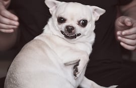 Los investigadores reclutaron a 18 parejas perro-propietario para participar en una serie de pruebas con diferentes olores humanos.