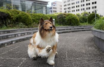 Un hombre japonés conocido como "Toco" gastó más de 12 mil euros para cumplir su sueño de convertirse en un collie.