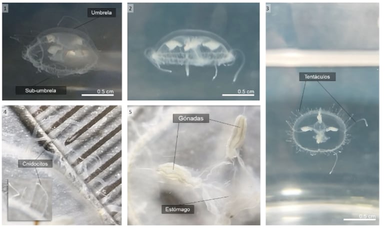 Detalles la Craspedacusta sowerbii, una medusa de agua dulce originaria del río Yangtsé, en Asia, pero que fue encontrada en la cantera de Ypacaraí.