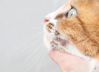 Acné felino, imagen ilustrativa.