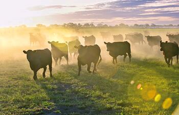 El sector ganadero ante el 2026: resiliencia y visión estratégica