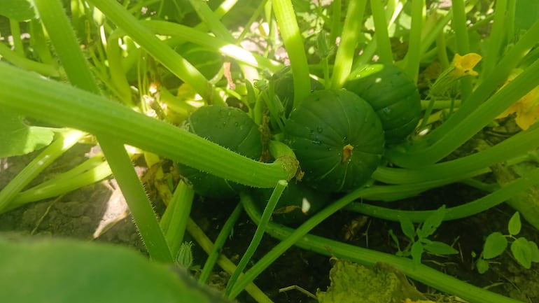 Calabazas verdes en Fuerte Olimpo